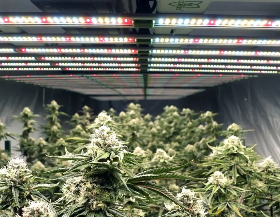 LED Lights Indoor cannabis plants under LED grow lights.
