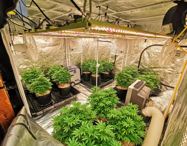 Indoor Indoor garden with potted plants under grow lights in a reflective setup.